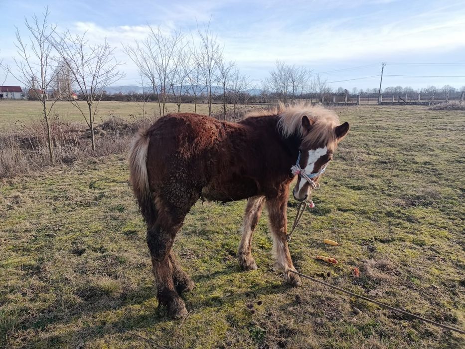 Mânz de 8 luni de vânzare