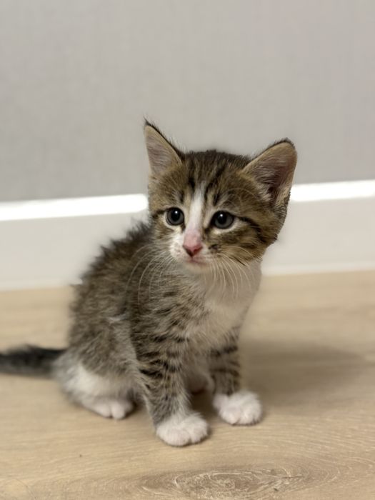 Отдам котят 1,5 месяца