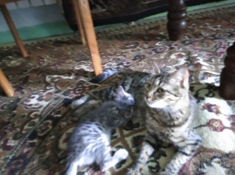 Котята домашние чистенькие