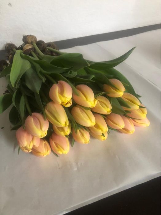 Тюльпаны Оптом |8 марта |Теплица |380