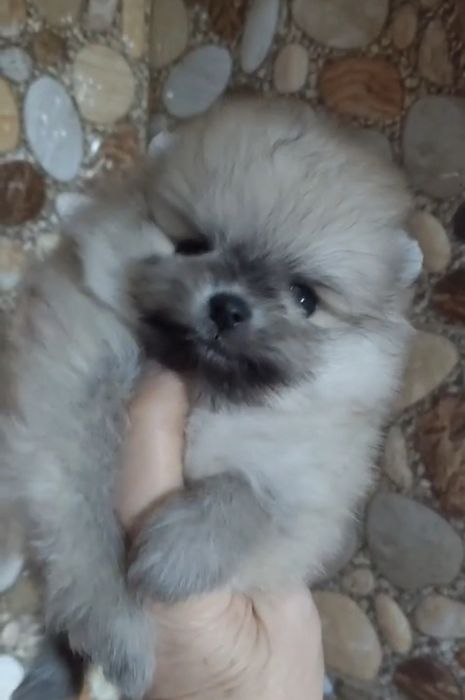 Щенки шпица мини