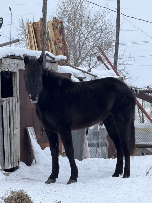 Продам кобылу 4 года
