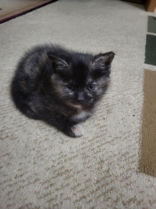 Отдам котенка бесплатно