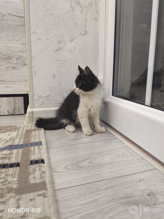 Мушукчалар хадяга берилади