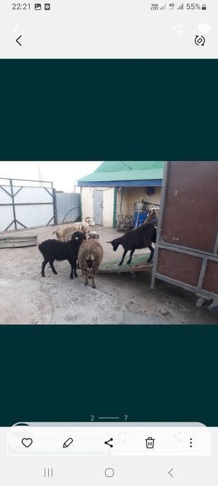 Прицеп универсальный скотовоз, коневоз