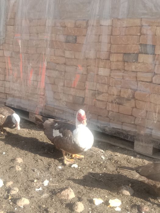 Продам Селезнеи и Индоуток  продам