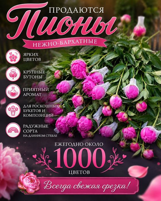 Цветы пионы сортовые с собственного питомника