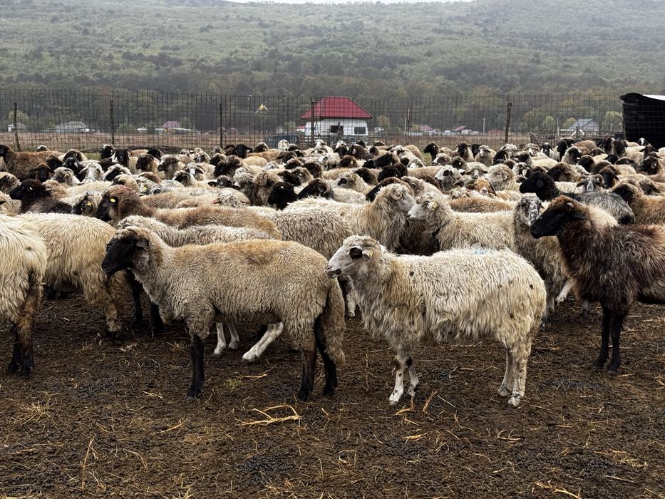 Vând oi sănătoase și bine întreținute