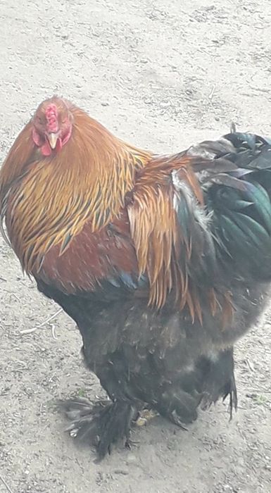 Oua brahma potirnichiu albastru,potirnichiu negru și columbia