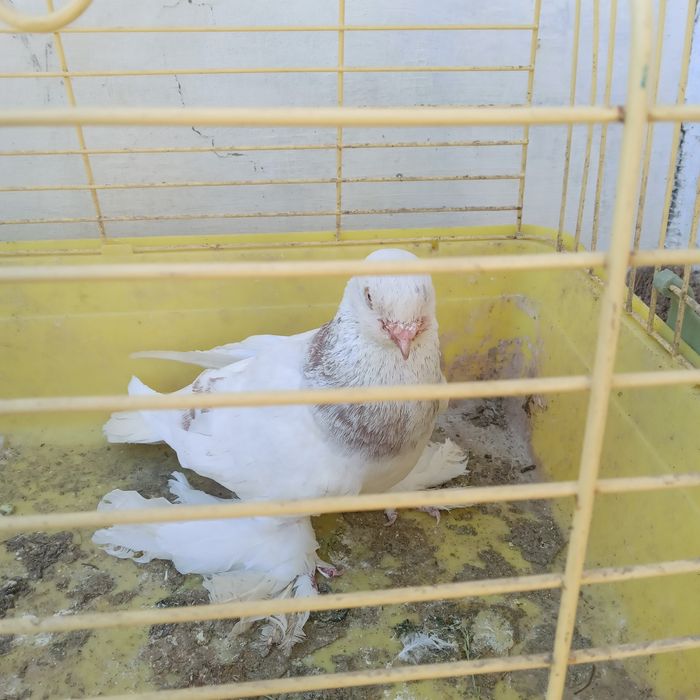 Продам домашнего голубя.
