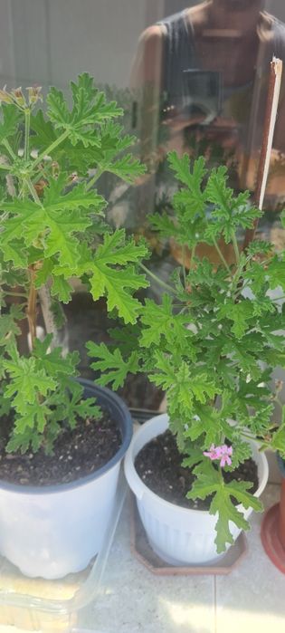 Индрише, красиво, ароматно!