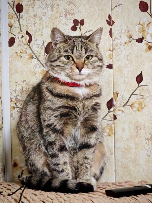 Кошки 3 котенок