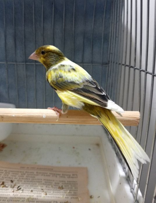 Kanareka avle nar sotladi