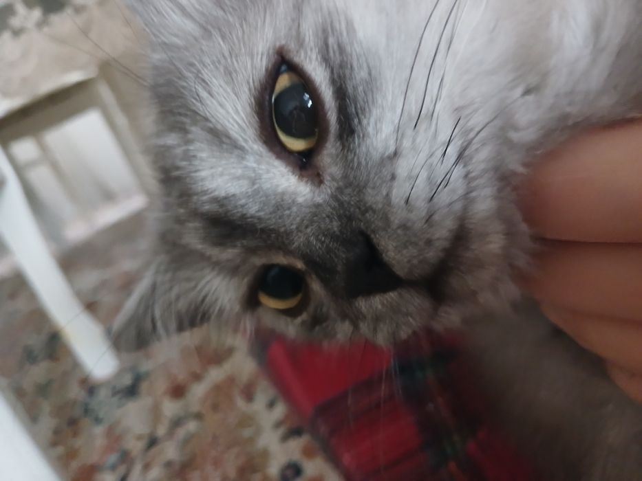 Кошка  8 месяцев