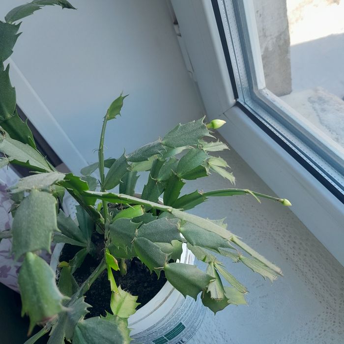 Декабрист красный