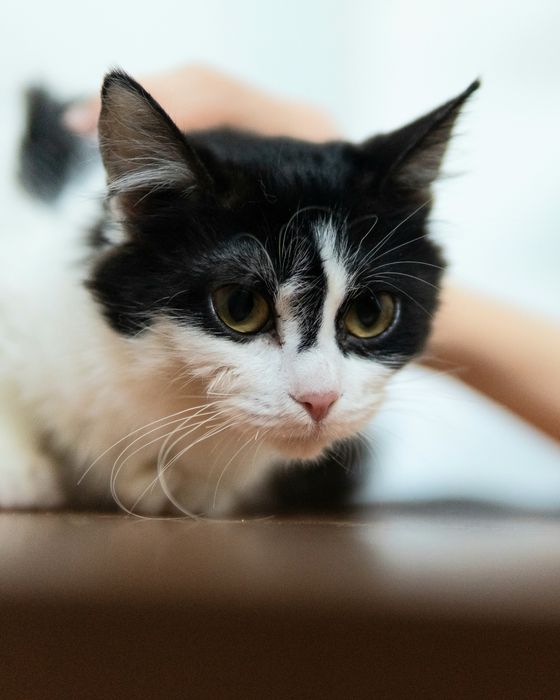 Малката Джиджи на 7 месеца търси дом