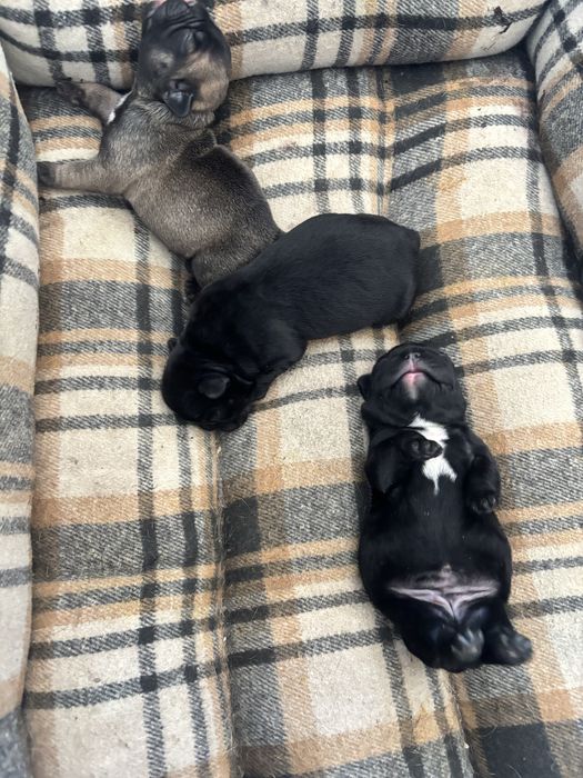 французский бульдог