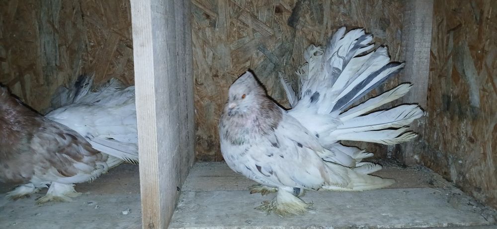 Porumbei voltati indieni