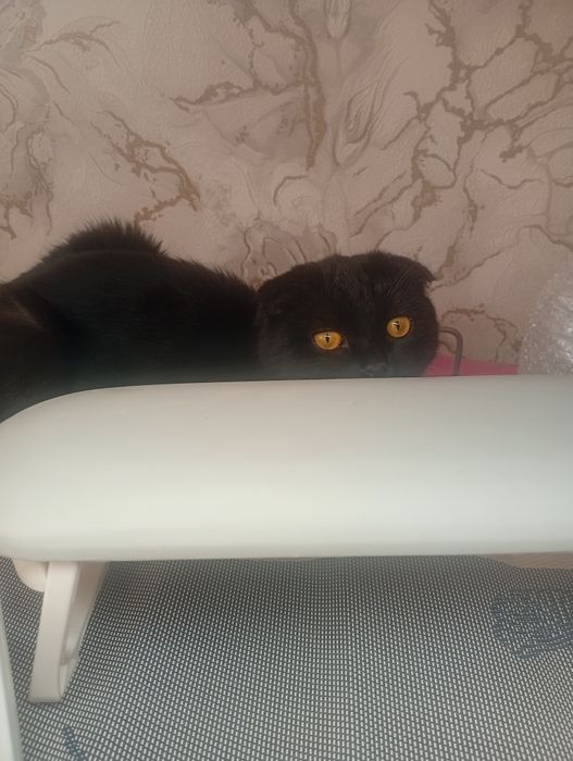 Кошечка ищет кота.