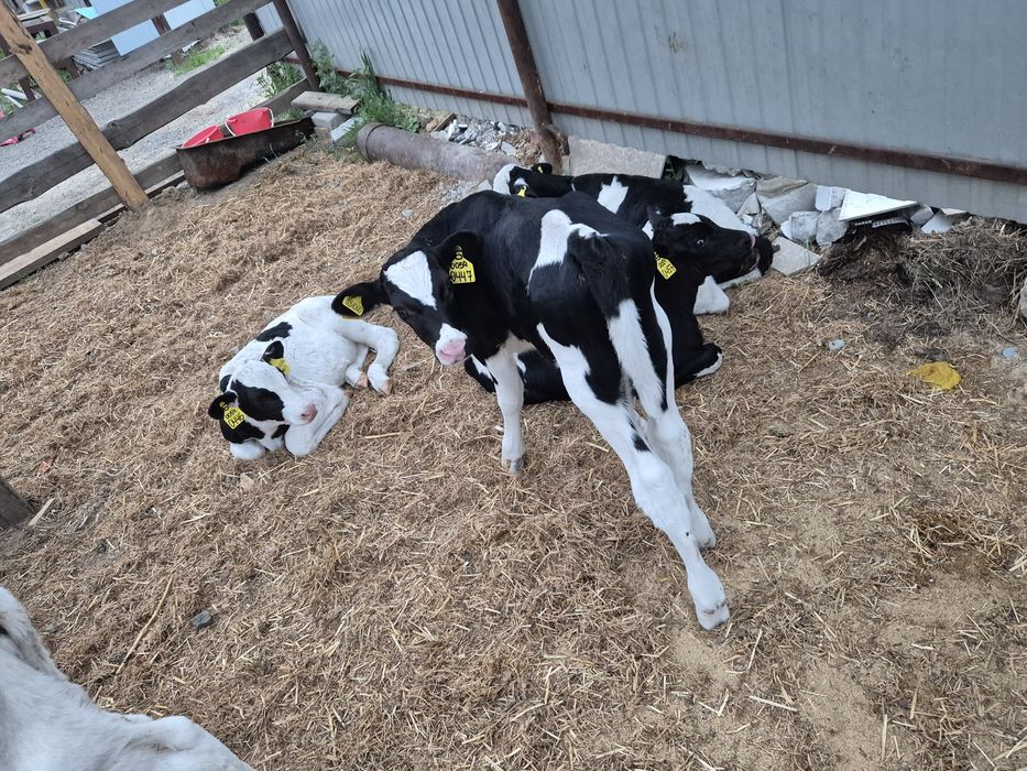 Продам телята  бычков.чистый 12 дней