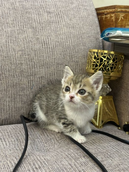 Котята в хорошие руки!