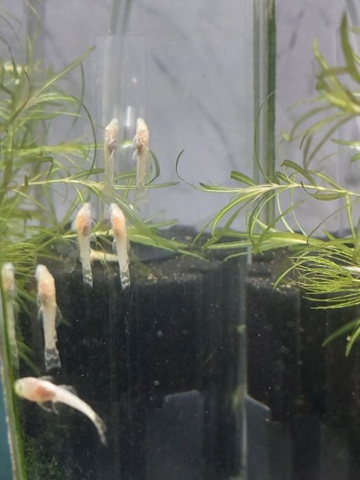 Мальки анциструсов