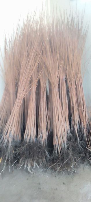 Hurmo koʻchat ulgurji savdoga