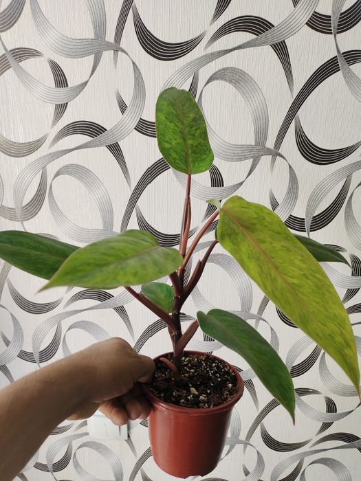 Продаются домашние цветы