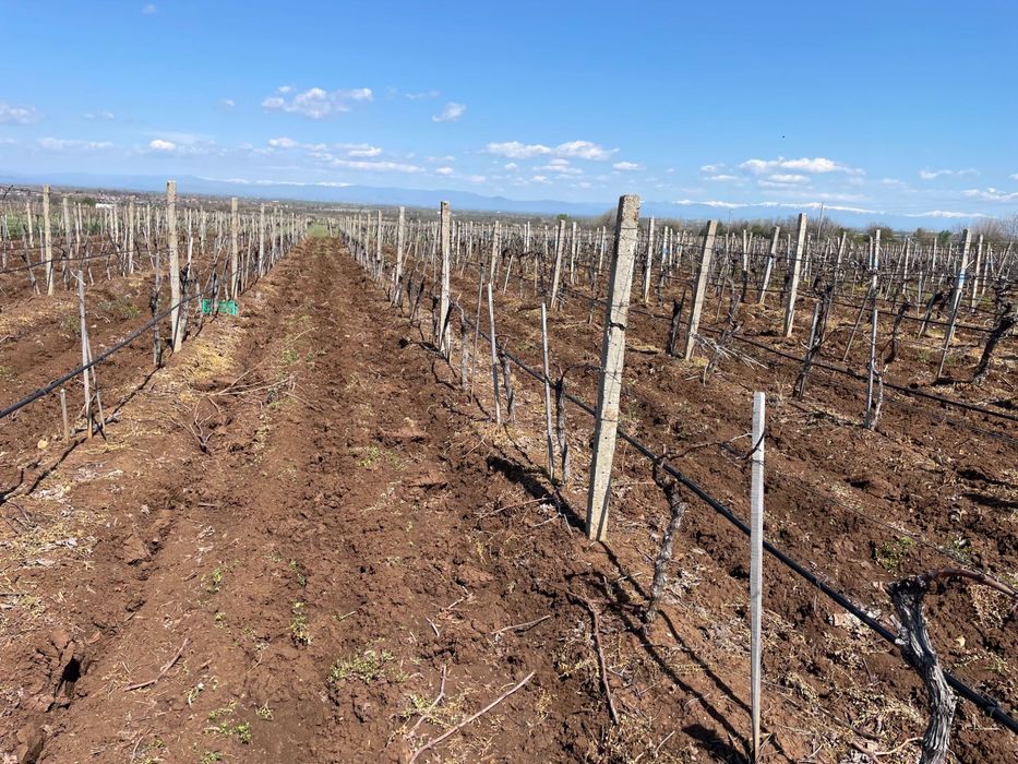 Десертно лозе 20 дка.