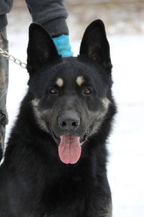 Щенки ВЕО с документами СКК