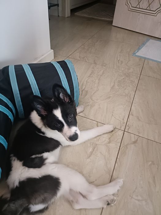 Щенок ищет любящую семью