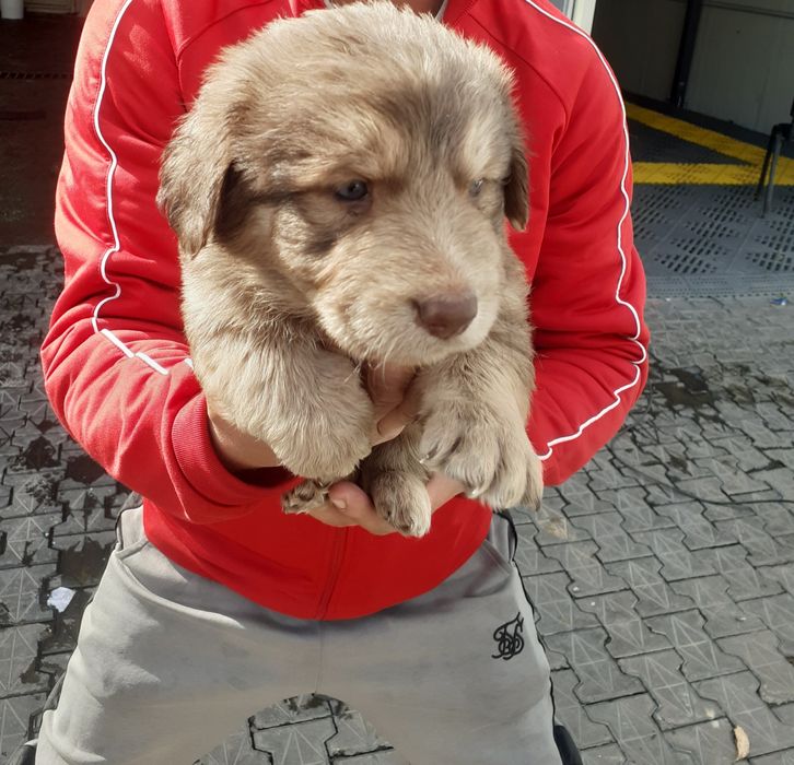Vând câini fără bani