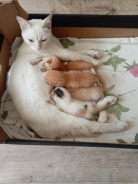 Котята отдам даром.