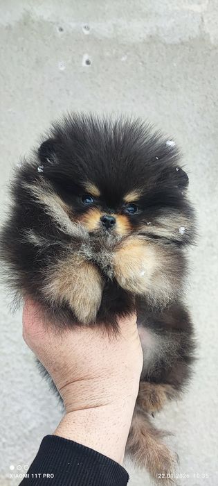 Померан померанче