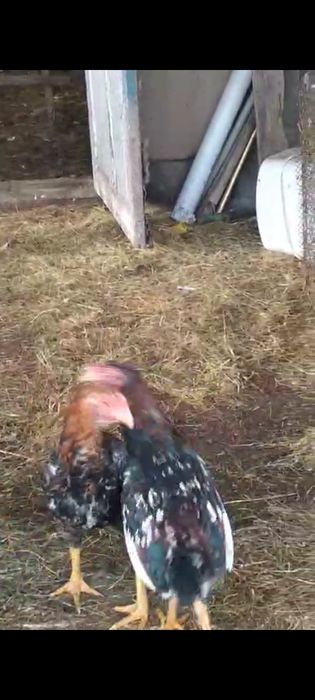 Даканы (молодняк)