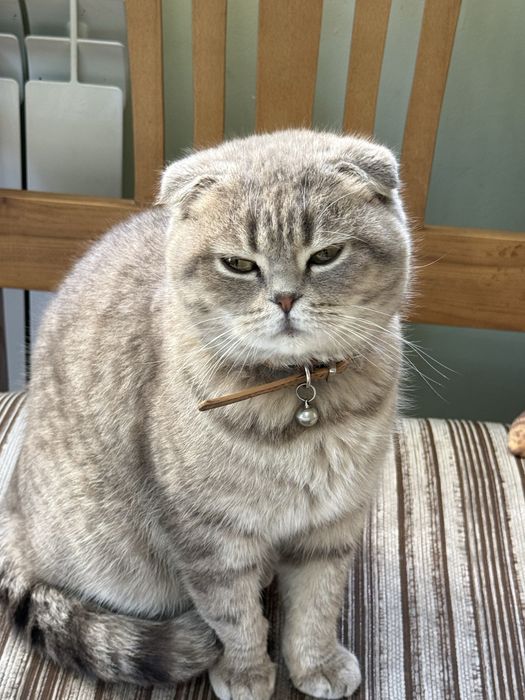 Кошка скоттиш фолд