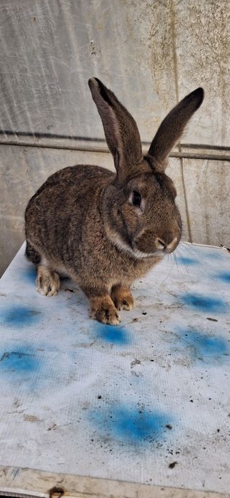 Iepure Uriaș Belgian mascul