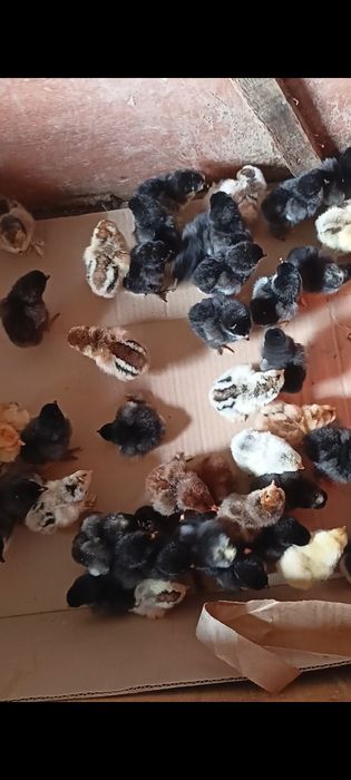 Продам цыплят смесь брама, доминант