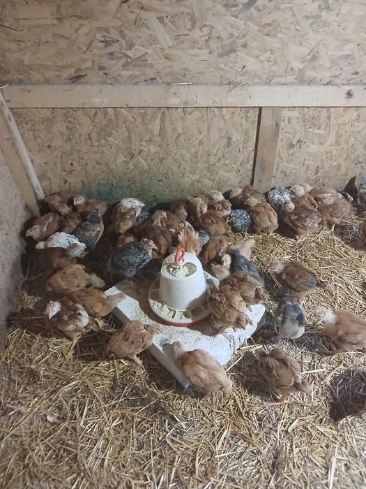 Vand pui rasă mixta si de carne