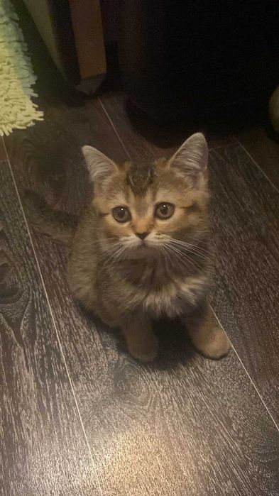 КОТЯТА Скоттиш-Страйт Вислоухие Скоттиш-Фолд