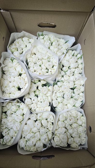 Тюльпаны пионовидные.