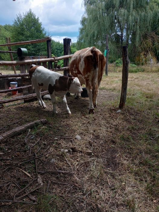 Vând vacă bălțată Românească cu CO și vițea de doua luni