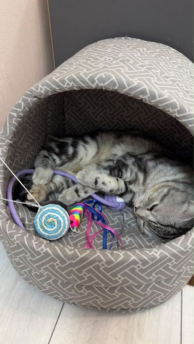 Продаём шотландский вислоухий котик