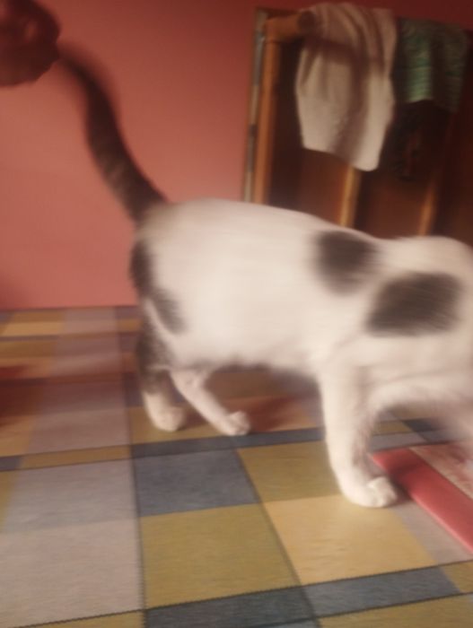 Mushuk oq va kul rang aralash