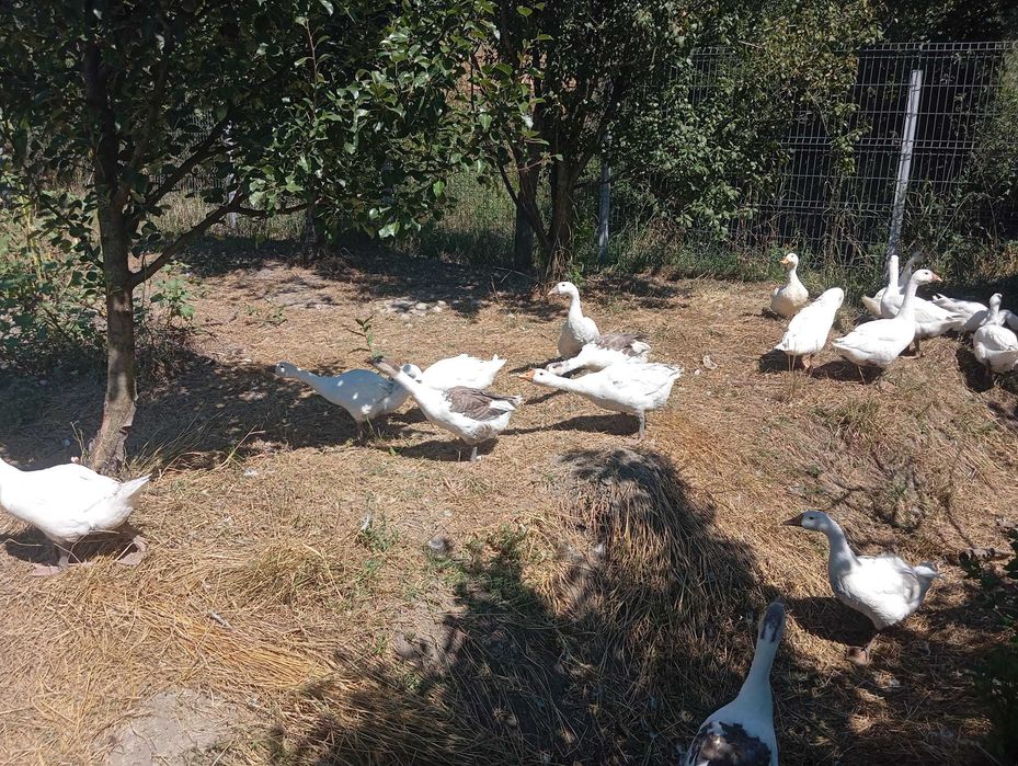 Gâște tinere și adulte crescute în libertate – Rase mixte și Chinezești
