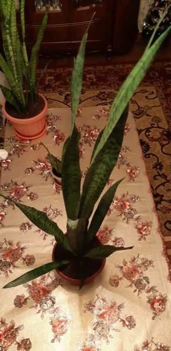 Продом цветок-Сансевиерия.