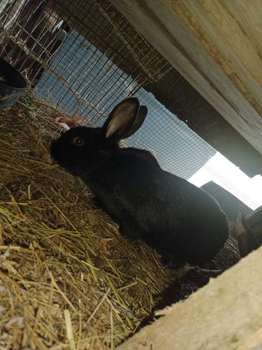 Қояндар сатылады