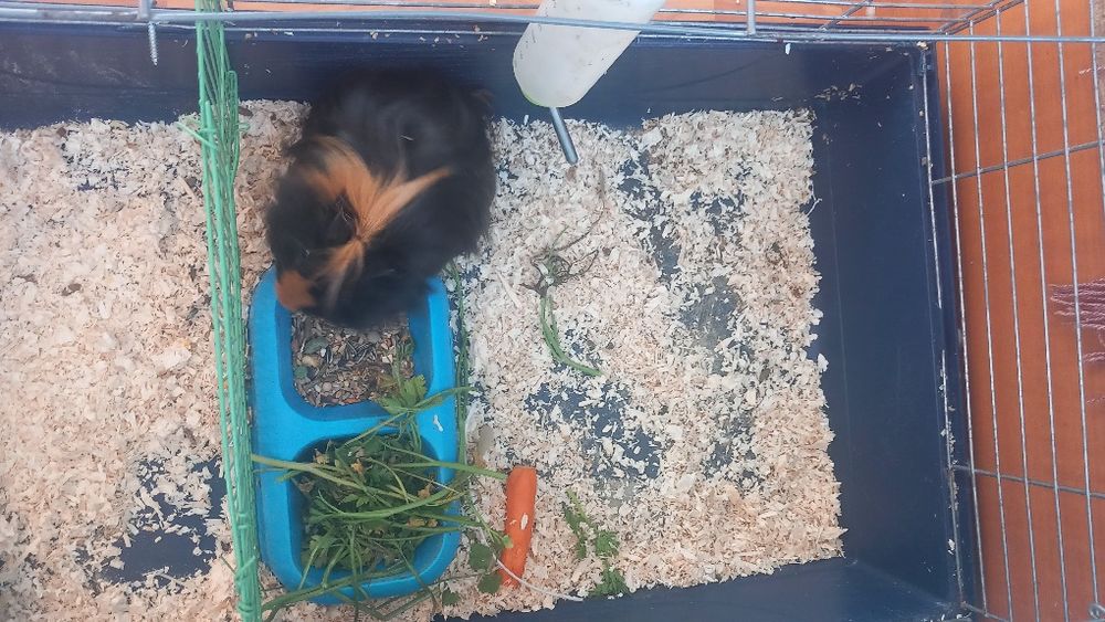 Vând porcușor de guineea