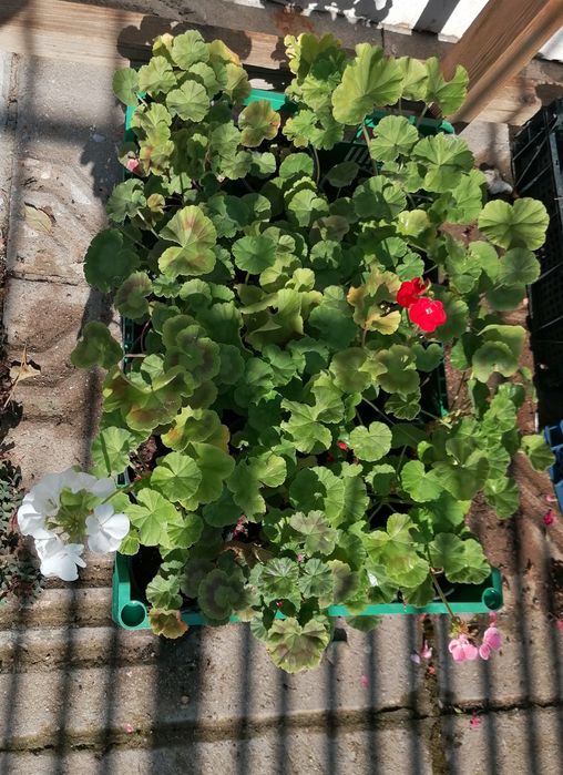 Люляк, стайна юка, трилистник, годжи бери