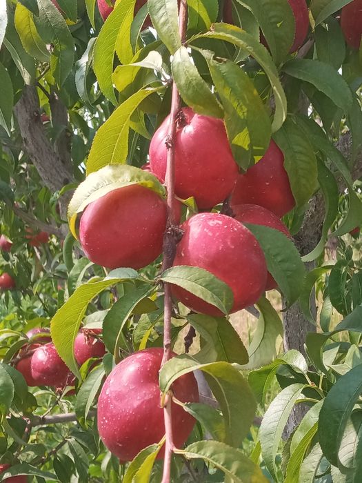 Shaftoli kuchatlari sotiladi